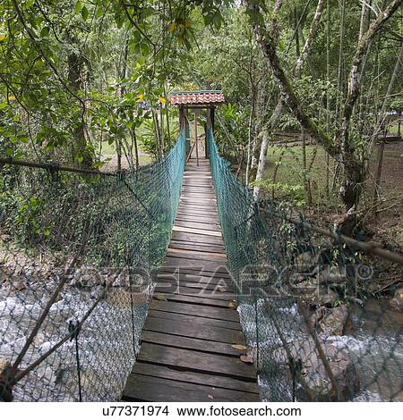Picture - Suspension bridge in a forest, Finca El Cisne, Copan Ruinas, Copan Department, Honduras. Fotosearch