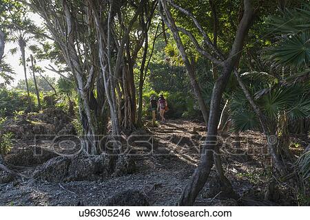 Tourists by trees on coast, Utila, Bay Islands, Honduras View Large Photo Image Stock Photograph - Tourists by trees on coast, Utila, Bay Islands, Honduras. Fotosearch
