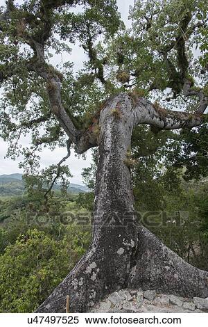 Stock Photography - Tree at an archaeological site, Copan, Copan Ruinas, Honduras. Fotosearch