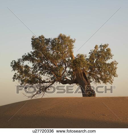 Tree in Erg Chegaga Dunes in Sahara Desert, Souss-Massa-Draa, Morocco View Large Photo Image Stock Photograph - Tree in Erg Chegaga Dunes in Sahara Desert, Souss-Massa-Draa, Morocco. Fotosearch
