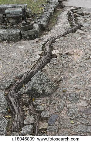 Stock Photo - Tree roots passing through cobblestone pavement, Copan, Copan Ruinas, Copan Department, Honduras. Fotosearch