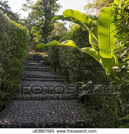 Stock Image - Trees and plants in Copan Archaeological Park, Copan, Copan Ruinas, Copan Department, Honduras. Fotosearch
