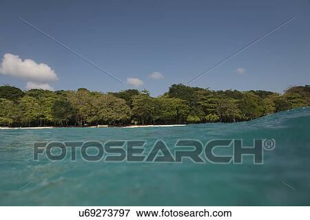Trees at coast, Utila, Bay Islands, Honduras View Large Photo Image Stock Photo - Trees at coast, Utila, Bay Islands, Honduras. Fotosearch