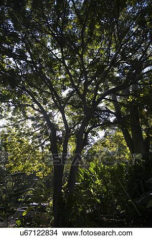 Picture - Trees in a forest, Copan, Copan Ruinas, Copan Department, Honduras. Fotosearch