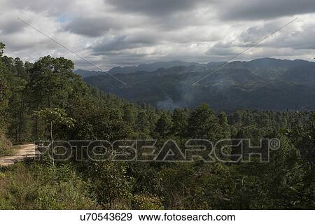 Trees in a valley, Copan, Copan Ruinas, Copan Department, Honduras View Large Photo Image Stock Photo - Trees in a valley, Copan, Copan Ruinas, Copan Department, Honduras. Fotosearch