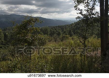 Stock Photo - Trees in a valley, Copan, Copan Ruinas, Copan Department, Honduras. Fotosearch
