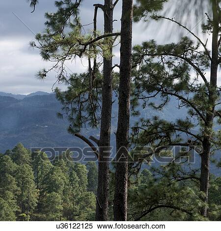 Trees in a valley, Copan, Copan Ruinas, Copan Department, Honduras View Large Photo Image Stock Photography - Trees in a valley, Copan, Copan Ruinas, Copan Department, Honduras. Fotosearch