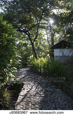 Trees in Copan Archaeological Park, Copan, Copan Ruinas, Copan Department, Honduras View Large Photo Image Stock Photo - Trees in Copan Archaeological Park, Copan, Copan Ruinas, Copan Department, Honduras. Fotosearch