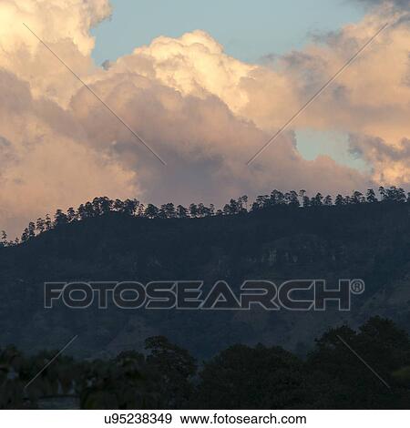 Stock Photo - Trees on a hill, Copan, Copan Ruinas, Copan Department, Honduras. Fotosearch