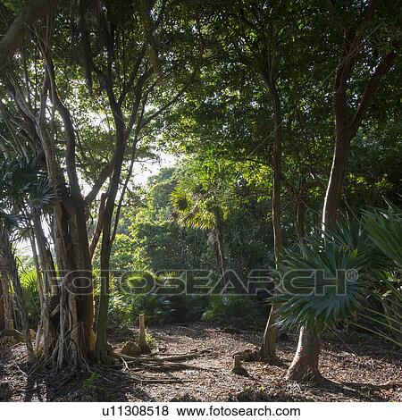 Trees on coast, Utila, Bay Islands, Honduras View Large Photo Image Stock Photo - Trees on coast, Utila, Bay Islands, Honduras. Fotosearch
