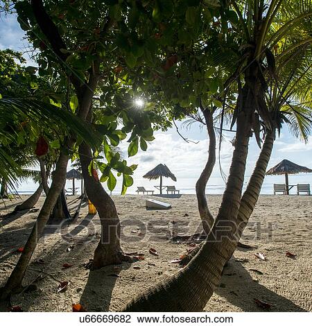 Trees on the beach, Utopia Village, Utila, Bay Islands, Honduras View Large Photo Image Stock Image - Trees on the beach, Utopia Village, Utila, Bay Islands, Honduras. Fotosearch