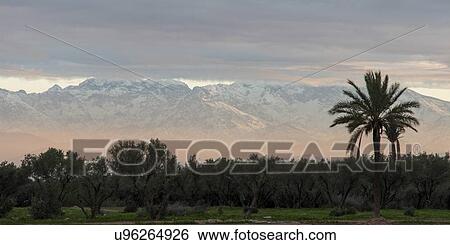 Stock Photograph - Trees with snow covered mountains in background, Atlas Mountains, Marrakesh, Morocco. Fotosearch