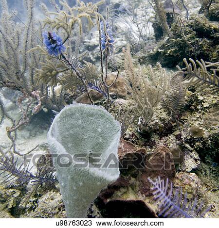 Stock Image - Underwater coral reef, Utila Island, Bay Islands, Honduras. Fotosearch