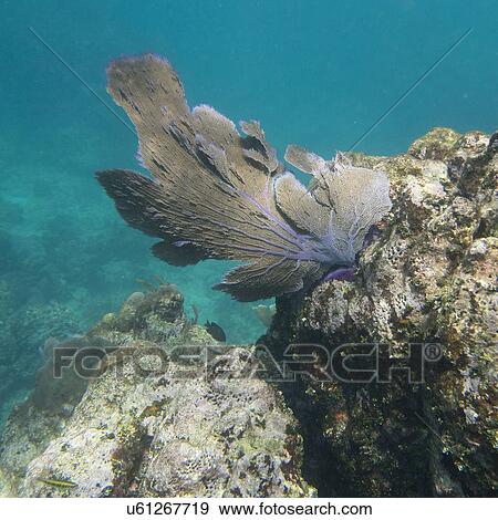 Stock Photo - Underwater coral reef, Utila Island, Bay Islands, Honduras. Fotosearch
