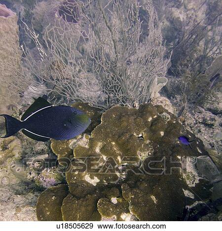 Stock Photo - Underwater view of a Black durgon (Melichthys niger), Utila, Bay Islands, Honduras. Fotosearch