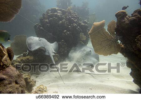 Stock Image - Underwater view of a Caribbean whiptail stingray (Himantura schmardae), Utila, Bay Islands, Honduras. Fotosearch