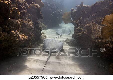 Underwater view of a Caribbean whiptail stingray (Himantura schmardae), Utila, Bay Islands, Honduras View Large Photo Image Stock Photography - Underwater view of a Caribbean whiptail stingray (Himantura schmardae), Utila, Bay Islands, Honduras. Fotosearch