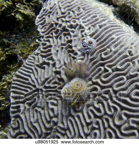 Underwater view of a Christmas tree worms (Spirobranchus giganteus) on Brain coral, Utila, Bay Islands, Honduras View Large Photo Image Stock Photography - Underwater view of a Christmas tree worms (Spirobranchus giganteus) on Brain coral, Utila, Bay Islands, Honduras. Fotosearch