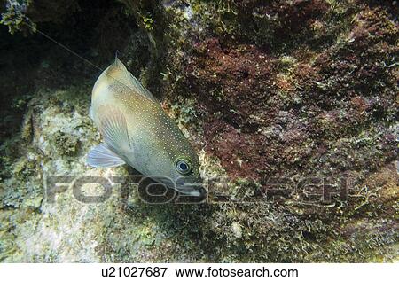 Underwater view of a fish, Utila, Bay Islands, Honduras View Large Photo Image Stock Photo - Underwater view of a fish, Utila, Bay Islands, Honduras. Fotosearch