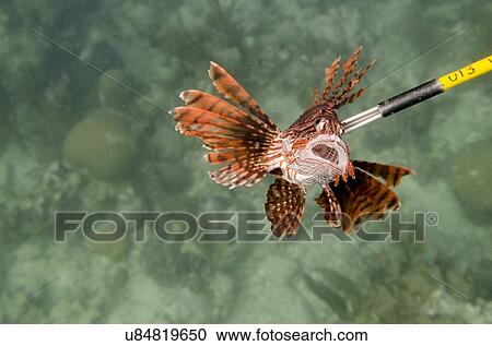 Stock Image - Underwater view of a Lion fish, Utila, Bay Islands, Honduras. Fotosearch