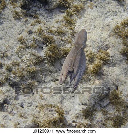 Underwater view of an Octopus, Utila, Bay Islands, Honduras View Large Photo Image Stock Image - Underwater view of an Octopus, Utila, Bay Islands, Honduras. Fotosearch