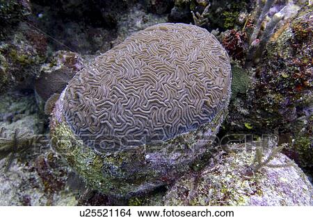 Underwater view of Brain coral, Utila, Bay Islands, Honduras View Large Photo Image Picture - Underwater view of Brain coral, Utila, Bay Islands, Honduras. Fotosearch