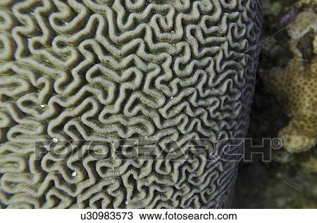 Stock Image - Underwater view of Brain coral, Utila, Bay Islands, Honduras. Fotosearch
