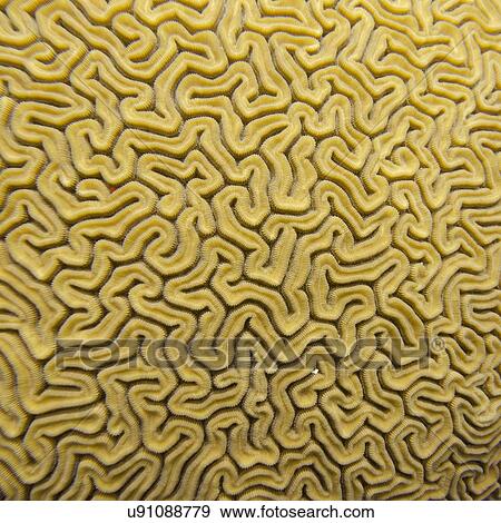 Underwater view of Brain coral, Utila, Bay Islands, Honduras View Large Photo Image Stock Photo - Underwater view of Brain coral, Utila, Bay Islands, Honduras. Fotosearch