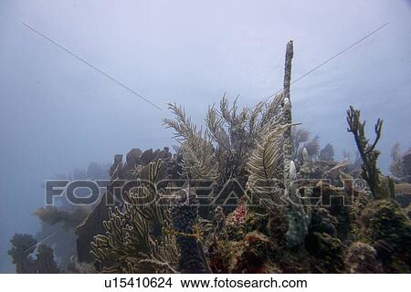 Underwater view of coral reef, Utila, Bay Islands, Honduras View Large Photo Image Picture - Underwater view of coral reef, Utila, Bay Islands, Honduras. Fotosearch