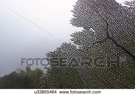Underwater view of coral reef, Utila, Bay Islands, Honduras View Large Photo Image Picture - Underwater view of coral reef, Utila, Bay Islands, Honduras. Fotosearch