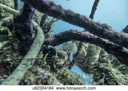 Picture - Underwater view of coral reef, Utila, Bay Islands, Honduras. Fotosearch