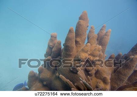 Underwater view of coral reef, Utila, Bay Islands, Honduras View Large Photo Image Picture - Underwater view of coral reef, Utila, Bay Islands, Honduras. Fotosearch