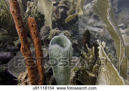 Underwater view of coral reef, Utila, Bay Islands, Honduras View Large Photo Image Picture - Underwater view of coral reef, Utila, Bay Islands, Honduras. Fotosearch