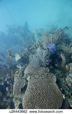 Underwater view of coral reef, Utila, Bay Islands, Honduras View Large Photo Image Stock Image - Underwater view of coral reef, Utila, Bay Islands, Honduras. Fotosearch
