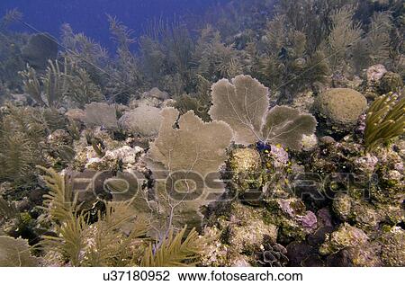 Underwater view of coral reef, Utila, Bay Islands, Honduras View Large Photo Image Stock Image - Underwater view of coral reef, Utila, Bay Islands, Honduras. Fotosearch