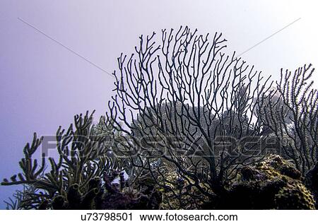 Stock Image - Underwater view of coral reef, Utila, Bay Islands, Honduras. Fotosearch