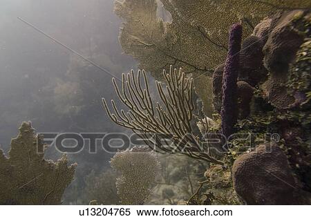 Underwater view of coral reef, Utila, Bay Islands, Honduras View Large Photo Image Stock Photography - Underwater view of coral reef, Utila, Bay Islands, Honduras. Fotosearch