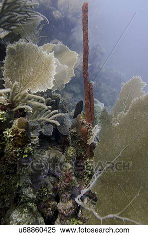 Underwater view of coral reef, Utila, Bay Islands, Honduras View Large Photo Image Stock Photography - Underwater view of coral reef, Utila, Bay Islands, Honduras. Fotosearch
