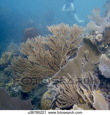 Stock Image - Underwater view of coral wall, Utila, Bay Islands, Honduras. Fotosearch