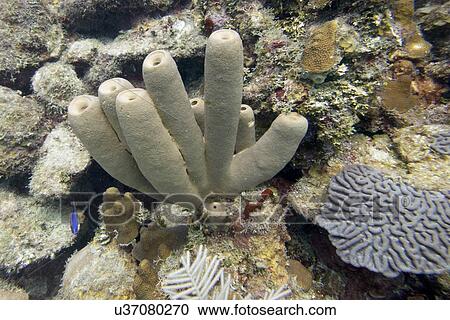 Underwater view of coral wall, Utila, Bay Islands, Honduras View Large Photo Image Stock Image - Underwater view of coral wall, Utila, Bay Islands, Honduras. Fotosearch
