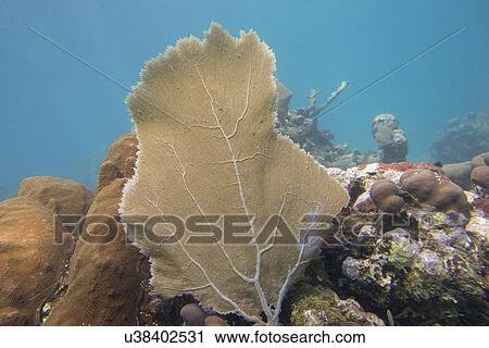 Underwater view of coral wall, Utila, Bay Islands, Honduras View Large Photo Image Stock Image - Underwater view of coral wall, Utila, Bay Islands, Honduras. Fotosearch