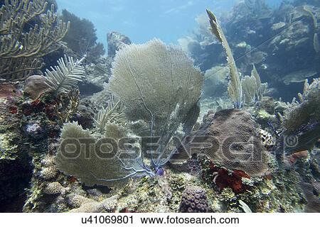 Stock Image - Underwater view of coral wall, Utila, Bay Islands, Honduras. Fotosearch