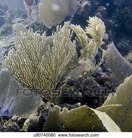 Underwater view of coral wall, Utila, Bay Islands, Honduras View Large Photo Image Stock Image - Underwater view of coral wall, Utila, Bay Islands, Honduras. Fotosearch