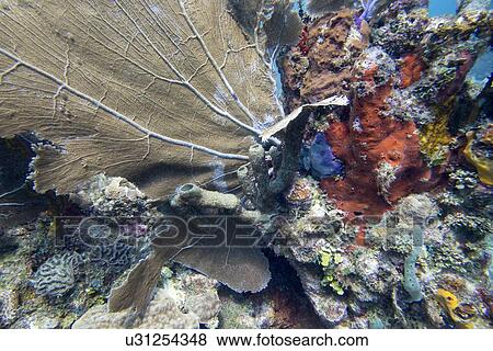 Underwater view of coral wall, Utila, Bay Islands, Honduras View Large Photo Image Stock Photo - Underwater view of coral wall, Utila, Bay Islands, Honduras. Fotosearch