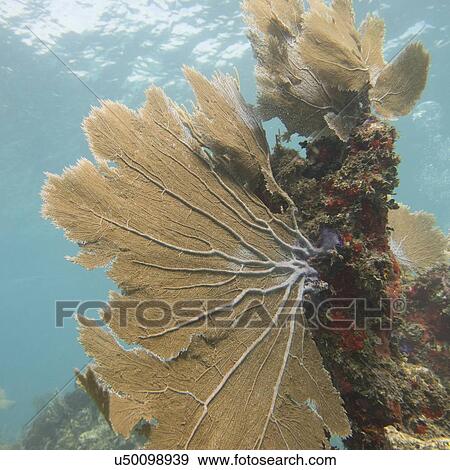 Stock Photo - Underwater view of coral wall, Utila, Bay Islands, Honduras. Fotosearch
