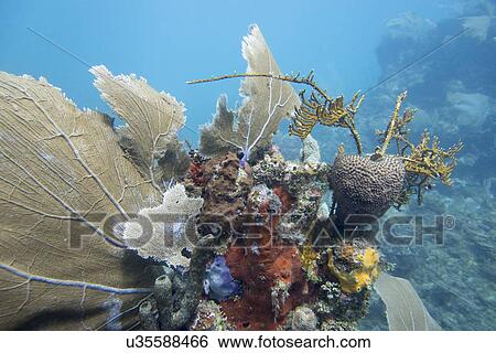 Underwater view of coral wall, Utila, Bay Islands, Honduras View Large Photo Image Stock Photograph - Underwater view of coral wall, Utila, Bay Islands, Honduras. Fotosearch