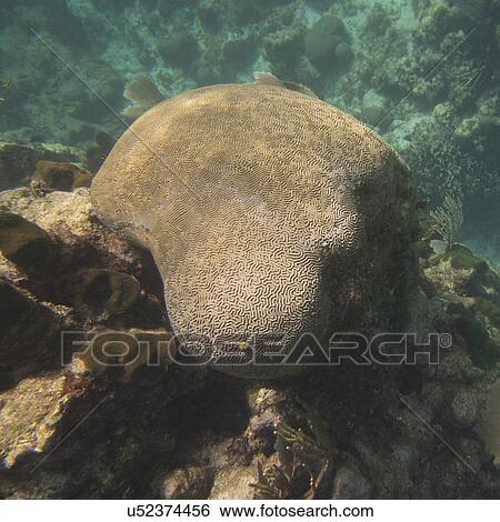 Underwater view of coral wall, Utila, Bay Islands, Honduras View Large Photo Image Stock Photograph - Underwater view of coral wall, Utila, Bay Islands, Honduras. Fotosearch