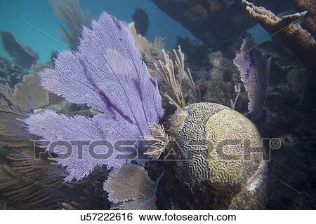 Stock Photograph - Underwater view of coral wall, Utila, Bay Islands, Honduras. Fotosearch