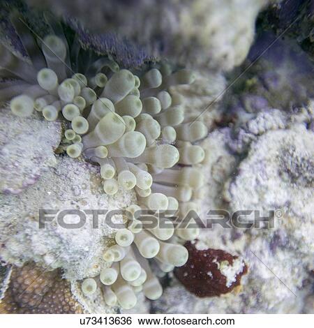 Stock Photograph - Underwater view of coral wall, Utila, Bay Islands, Honduras. Fotosearch