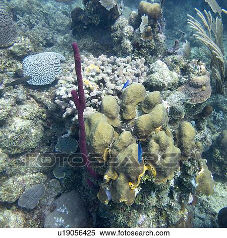 Stock Photography - Underwater view of coral wall, Utila, Bay Islands, Honduras. Fotosearch